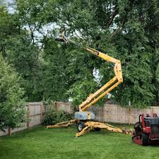 Cedar Falls, IA Tree Removal Services Company