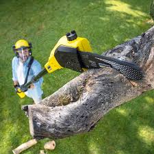 Best Tree Maintenance Programs  in Cedar Falls, IA