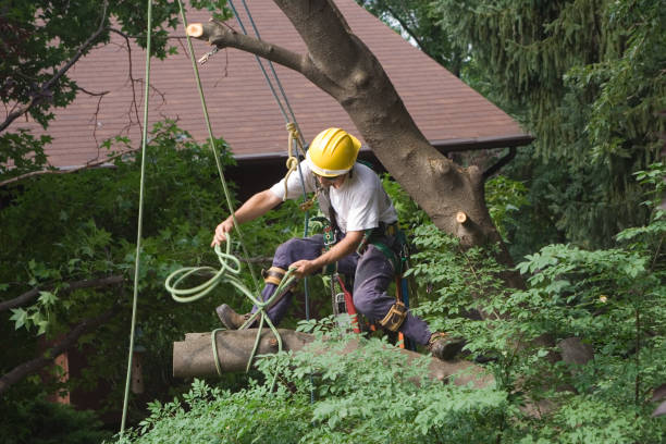 Leaf Removal in Cedar Falls, IA