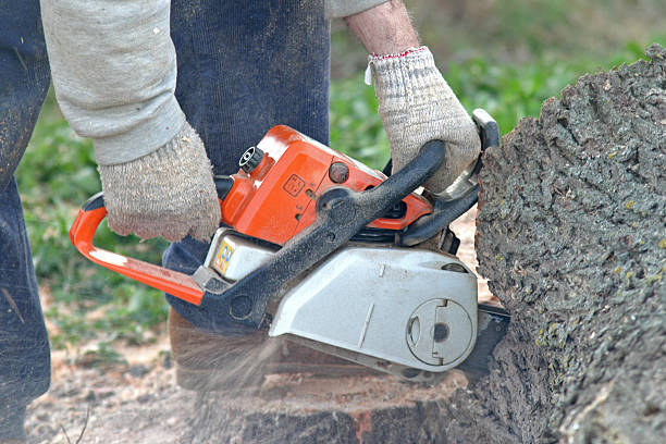 How Our Tree Care Process Works  in  Cedar Falls, IA